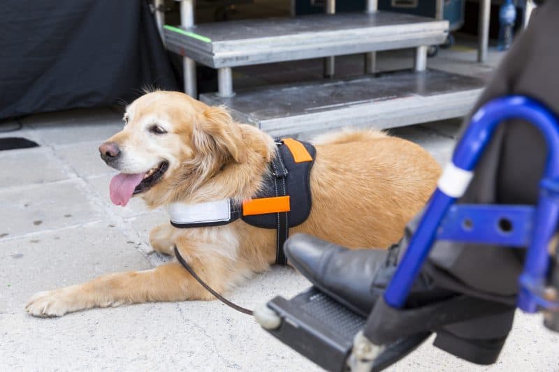 Golden Retriever, mesma raça do cão Joca, que perdeu sua vida após negligência de companhia aérea durante o transporte de pets.